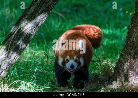 Un panda rouge (Ailurus fulgens) marchant sur l'herbe dans une zone boisée, entouré d'arbres. Avec sa langue hors de sa bouche Banque D'Images