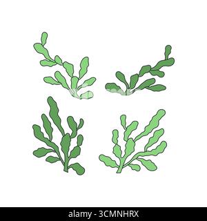 Ensemble d'illustration vectorielle dessinée à la main d'algues vertes Illustration de Vecteur