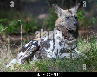 Vue portrait d'un chien sauvage africain (Lycaon pictus) Banque D'Images
