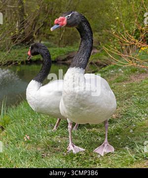 Paire de cygnes à col noir (Cygnus melancoryphus) Banque D'Images