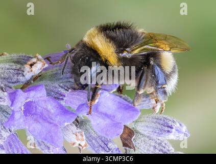 Vue rapprochée d'un bourdon sur une fleur de lavande Banque D'Images