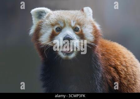 Vue frontale rapprochée d'un panda rouge (Ailurus fulgens) Banque D'Images