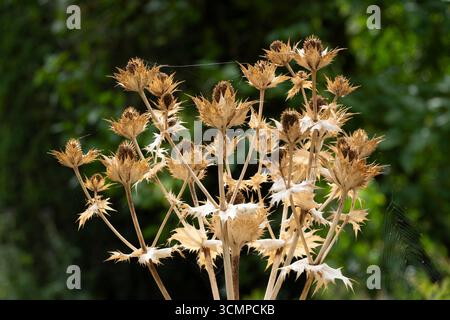 Sea hollies, Eryngium Banque D'Images