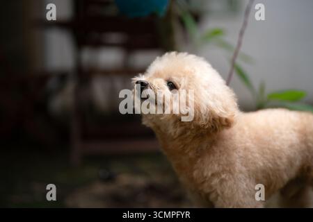 Jouet joyeux caniche debout sur l'herbe dans une lumière naturelle douce, pelage moelleux brillant, l'air joyeux avec un sourire éclatant. Banque D'Images