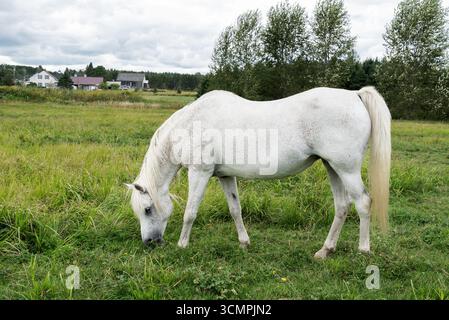 Cheval blanc paissant paisiblement dans une prairie rurale verdoyante avec des fermes et des arbres en arrière-plan sous un ciel nuageux d'été Banque D'Images