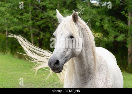 Portrait en gros plan d'un beau cheval blanc avec une longue crinière debout dans un champ vert par une journée nuageuse. Profil équin élégant avec détails naturels Banque D'Images