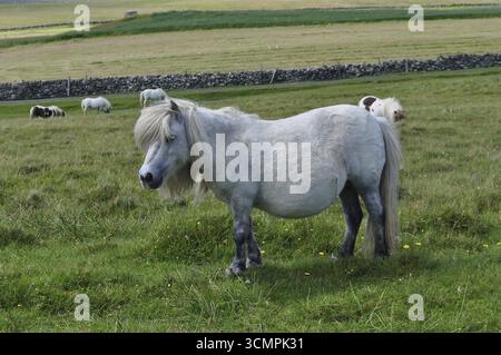 Un poney blanc des Shetland (Equus ferus caballus) se dresse dans un enclos herbeux. Shetland, Îles Shetland, Écosse, Grande-Bretagne Banque D'Images