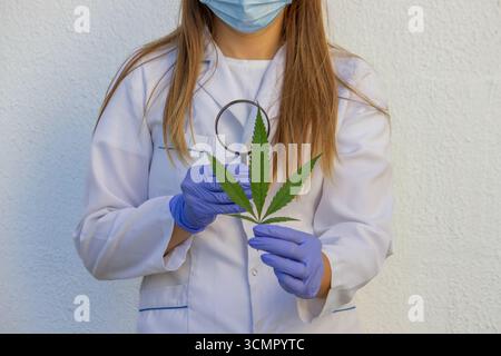 Scientifique examinant la feuille de cannabis avec une loupe. Banque D'Images