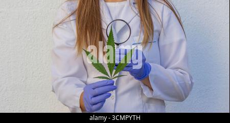 Scientifique examinant la feuille de cannabis avec une loupe. Banque D'Images