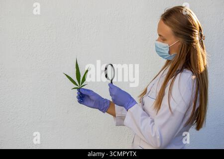 Scientifique examinant la feuille de cannabis avec une loupe. Banque D'Images