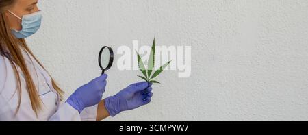 Scientifique examinant la feuille de cannabis avec une loupe. Banque D'Images