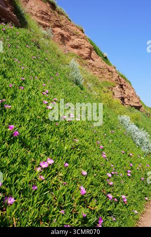 Falaise de grès avec Hottentot Figs ( Carpobrotus edulis ), la Prmenade, Budleigh Salterton, Devon, Angleterre, Royaume-Uni en mai Banque D'Images