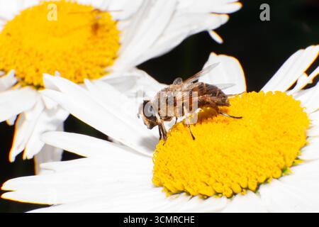 Gros plan d'une abeille assise sur une fleur de camomille. Banque D'Images