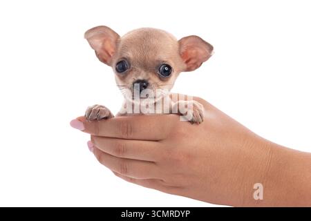 Adorable chihuahua chiot bercé dans la main montrant soin et affection Banque D'Images