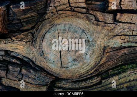 Vieille texture ou fond de bois de pin fissuré, gros plan. Surface rugueuse en bois Banque D'Images