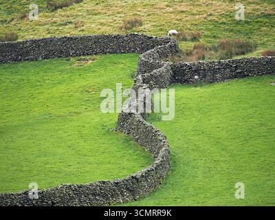 Jonction triangulaire de trois murs en pierre sèche mobiles séparant les champs d'herbe des pâturages bruts en Cumbria, Angleterre, Royaume-Uni Banque D'Images