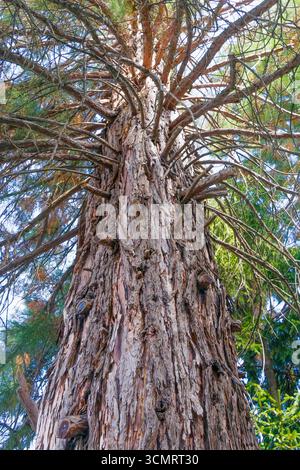 Vue rapprochée vers le haut d'un séquoia géant, montrant son épaisse écorce, son tronc texturé et ses branches tentaculaires. Une perspective capturant la grandeur de t Banque D'Images