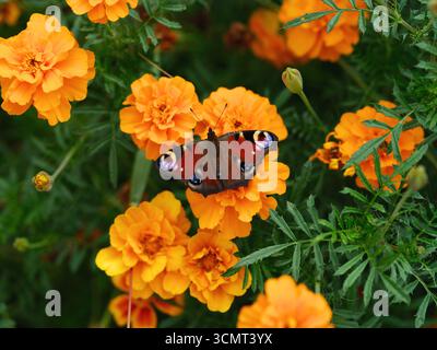 Un papillon paon (aglais io) assis sur une fleur de souci. Gros plan. Banque D'Images