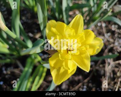 Petite jonquille jaune. Fleur de jonquille fleurie avec des pétales jaunes en inflorescence et des feuilles vertes poussant dans un sol noir par un matin de printemps ensoleillé. Parterre de fleurs. Sélection élevage de fleurs variétales. Banque D'Images