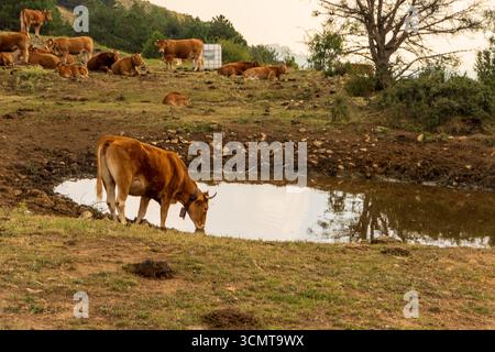 Vache brune portant une cloche de vache buvant de l'eau d'un petit étang sur une ferme, avec un troupeau de vaches reposant sur une colline en arrière-plan Banque D'Images