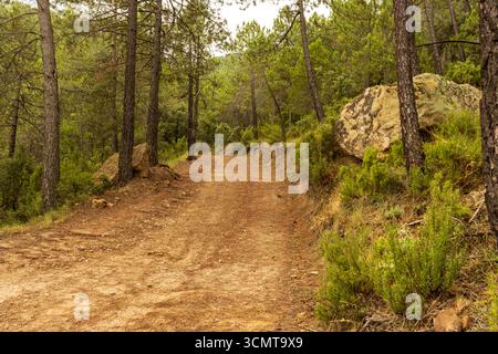 Sentier de randonnée pittoresque serpente à travers une paisible forêt de pins, flanqué d'arbres imposants et de grands rochers, invitant à l'exploration et à l'aventure Banque D'Images