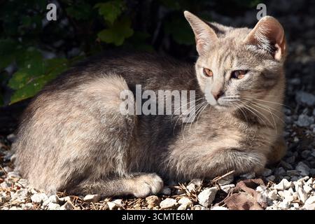 Jeune chat gris se reposant à l'extérieur à la lumière du soleil Banque D'Images