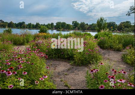 Un jardin coloré rempli de fleurs d'échinacée ou de cône fleurissant au bord du lac à Washington Park à Denver, Colorado pendant la saison estivale. Banque D'Images