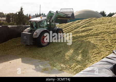 Tracteur avec godet avant formant tas de maïs d'alimentation haché Banque D'Images