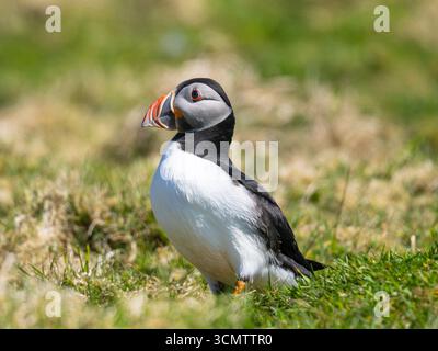 Un macareux de l'Atlantique, Fratercula arctica, debout sur un banc d'herbe près de son terrier. Banque D'Images