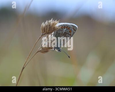 Gros plan isolé de la vue ventrale d'une femelle papillon bleu européen (polyommatus Icarus) perchée sur une tige de grain dans un champ à Bonn, Allemagne, sept Banque D'Images