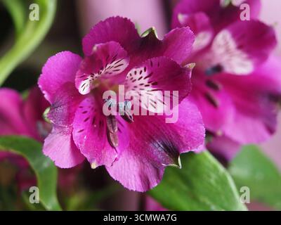 Gros plan de la tête de fleur d'un lis pourpre péruvien (Alstroemeria aurea Graham) ou du lis des Incas. Bonn, Allemagne. Banque D'Images