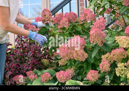 Jardinière femelle taillant les fleurs d'hortensia paniculata rose foncé dans le jardin. Activité de jardinage saisonnière avec arbuste fleuri mature et floraison vibrante Banque D'Images