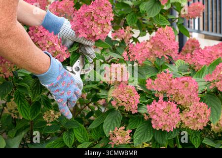 Gros plan jardinier mains dans des gants taillant des fleurs d'hortensia paniculata rose foncé dans le jardin. Activité de jardinage saisonnière représentant les soins de plein air, flo Banque D'Images