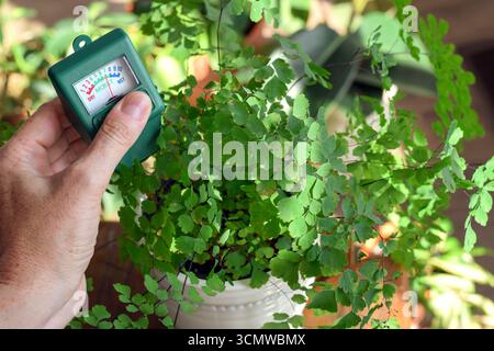 Gros plan de la main d'une femme à l'aide d'un humidimètre pour vérifier le sol d'une plante de fougère maidenhair. Concept de jardinage d'intérieur, soin des plantes d'intérieur, arrosage Banque D'Images
