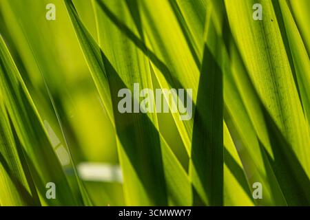 La lumière du soleil filtre à travers des brins d'herbe vert vif, créant un fond naturel dynamique et texturé avec des feuilles qui se chevauchent en contre-jour et en contre-jour Banque D'Images
