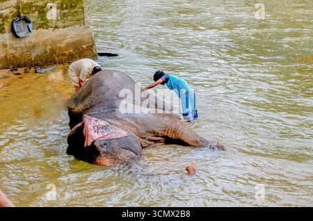 Baigner un éléphant au camp des éléphants à Dubare à Kushalnagar, Madikeri, Karnataka, Inde Banque D'Images