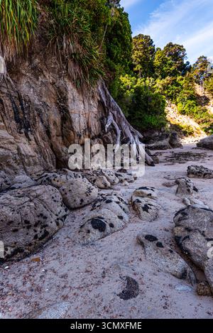 Étroite crique rocheuse avec arbres en surplomb et bassin à marée basse, sentier côtier à Abel Tasman, Nouvelle-Zélande Banque D'Images