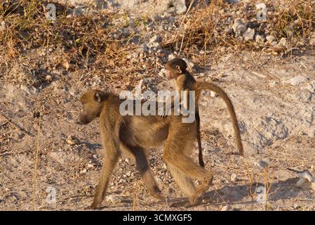 Babouin Chacma (Papio ursinus), mère avec bébé sur le dos, parc national de Chobe, Botswana Banque D'Images