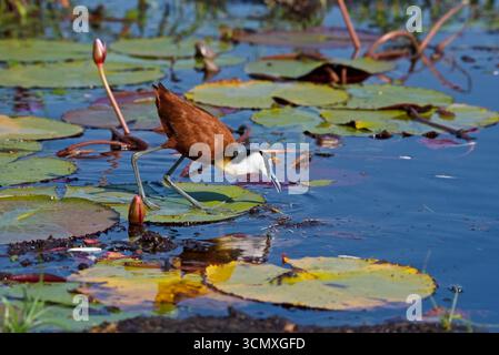 Jacana africaine, (Actophilornis africana), proie de traçage, dans les nénuphars, parc national de Chobe, Botsuana, Afrique Banque D'Images