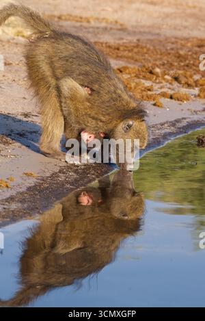 Babouin Chacma (Papio ursinus), mère avec bébé, Parc national de Chobe, Botswana Banque D'Images