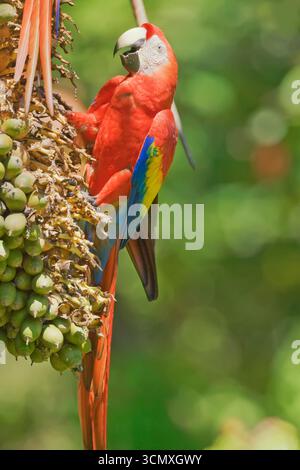 Ara rouge (Ara macao) perché sur un arbre, parc national de Corcovado, péninsule d'Osa, au Costa Rica Banque D'Images