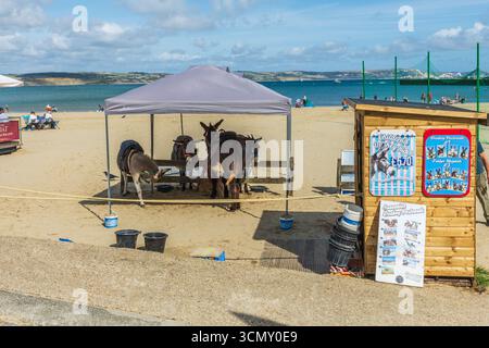 Weymouth, Royaume-Uni - 5 septembre 2025 : ânes utilisés pour des promenades sur la plage dans un enclos sur Weymouth Beach. Banque D'Images