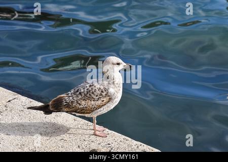 Un jeune goéland à pattes jaunes (Larus michahellis) debout sur un front de mer à Venise, Vénétie, Italie Banque D'Images