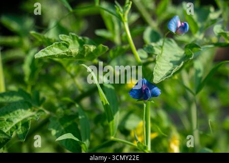 Fermez deux délicates fleurs violettes bleues d'une plante de pois, fleurissant un feuillage vert luxuriant. Les pétales ont des veines violettes complexes et plus foncées créant un pois Banque D'Images