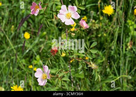 Rose de chien Rosa canina avec Robin's pinhion Diplolepis rosae Gall sur craie en aval de Noar Hill Hampshire et Isle of Wight Wildlife Trust Reserve près Banque D'Images