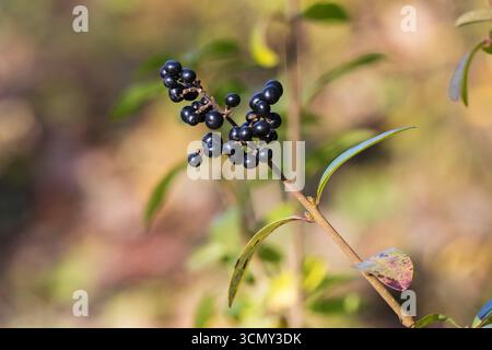 Wild Privet Ligustrum vulgare, baies, Langford Lakes Wiltshire Wildlife Trust Reserve, Wylye Valley, Wiltshire, Angleterre, Royaume-Uni, novembre 2017 Banque D'Images