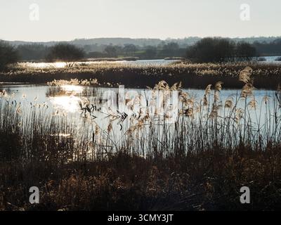 Roseau commun Phragmites australis rétro-éclairé, réserve naturelle nationale de Shapwick Heath, Somerset Levels and Moors, Angleterre, Royaume-Uni, février 2019 Banque D'Images