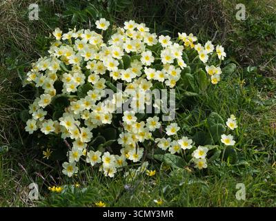 Primrose Primula vulgaris sur une rive herbeuse, île de Lunga, îles Treshnish, Hébrides intérieures, Écosse, Royaume-Uni, mai 2019 Banque D'Images