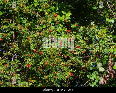 Rose de chien Rosa canina Hips, West Sedgemoor RSPB Reserve, Somerset Levels and Moors, Somerset, Angleterre, Royaume-Uni, septembre 2019 Banque D'Images