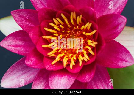 Un beau nénuphar rose fleurit sous la lumière du soleil, mettant en valeur des pétales délicats et des étamines jaunes frappantes. La scène est sereine, reflétant t Banque D'Images